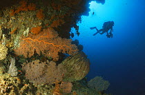 Diver swimming by coral reef,  Indo-Pacific.