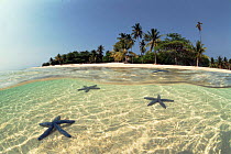 Three Seastars in shallow coastal waters, Philippines.