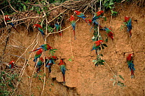 17 Green winged macaws at salt lick, Madre de Dios River, Amazon, Peru.