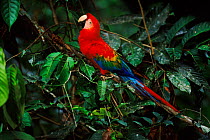 Single scarlet macaw (Ara macao). Madre de Dios, Amazon, Peru
