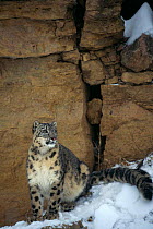 Snow Leopard {Panthera uncia} in snow, Captive