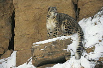 Snow Leopard {Panthera uncia} on snow covered rockface, captive.