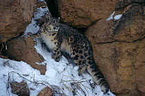 Snow Leopard {Panthera uncia} in snow, Captive
