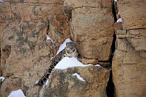 Snow Leopard on snow covered rockface {Panthera uncia}