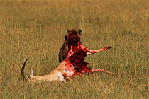 Spotted hyaena {Crocuta crocuta} dragging gazelle prey.  MasaiMara GR, Kenya