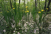 Yellow / Flag iris {Iris pseudocorus} flowering in woodland. Poleski NP, Poland