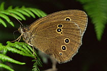 Ringlet butterfly {Aphantopus hyperantus} Wiltshire, England, UK