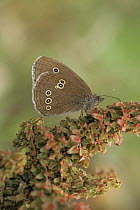 Ringlet butterfly {Aphantopus hyperantus} Derbyshire, England, UK