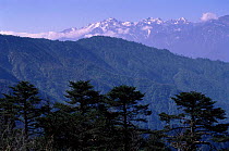 Temperate forest with Black Mountain range in background Nearpele La Pass, Central Bhutan