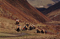 Yak transportation in high valleys near Gongyul village, Bhutan