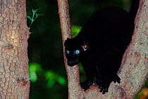 Sclater's black lemur in tree