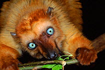 Sclater's black lemur female. Madagascar