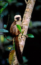 White fronted brown lemur male in tree, Nosy Mangabe, Madagascar