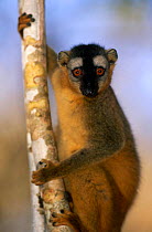 Red fronted lemur {Lemur fulvus rufus} male, Kirindy Forest, Madagascar