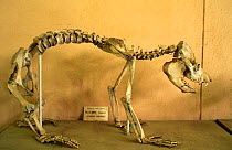 Skeleton of extinct Lemur {Megaladapis edwardsii} Tsimbazaza Museum, Madagascar