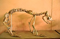 Skeleton of extinct Lemur {Megaladapis edwardsii} Tsimbazaza Museum Madagascar Antanan Arivo
