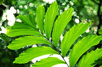 Palm frond, Manu NP, Peru