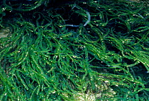 Gutweed in rock pool (Enteromorpha intestinalis). UK