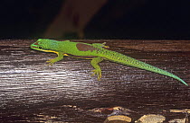 Lined Day Gecko {Phelsuma lineata bifasciata} Analamazaotra Reserve, Eastern Madagascar
