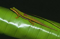 Lined Day gecko {Phelsuma lineata bifasciata} Analamazaotra Reserve, Eastern Madagascar