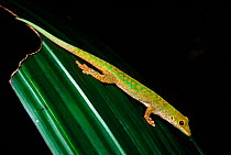 Day Gecko, Mahe Island, Seychelles