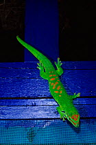 Day Gecko, Madagascar