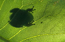 Green tree frog {Hyla cinerea} viewed from underside of Prairie dock leaf, Wisconsin, USA