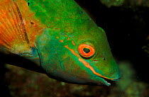 Close-up of Parrotfish head, Caribbean