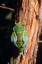 Greengrocer cicada pumping wings after emerging from nymph case (Cyclochila australasiae) Australia