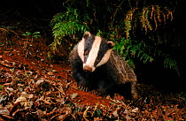 Badger foraging at night, UK
