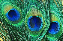 Close up of common Peafowl feathers {Pavo cristatus}