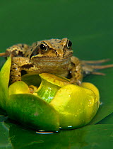 Male Common frog on waterlily {Rana temporaria} UK