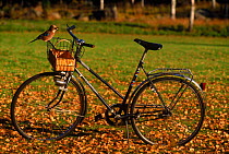 Jay (Garrulus flandarius) stealing food from picnic basket on bicycle, Sweden, Scandinavia, Europe