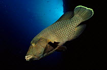 Humphead wrasse fish, Red Sea