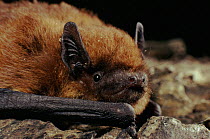 Pipistrelle bat head portrait, Scotland, Europe, UK