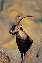 Spanish ibex male {Capra pyrenaica} Spain