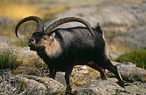 Spanish ibex (Capra pyrenaica) male courtship behaviour, with tongue extended in flehmen, Spain
