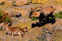 Spanish ibex male with female and her kid in breeding season, Spain. Male scenting air with tongue to test whether female is receptive.