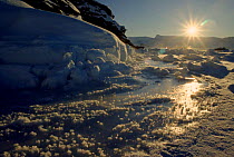 Young sea ice near shore, Signy Island,  Antarctica