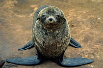 Cape / South African fur seal {Arctocephalus pusillus pusillus} Cape Cross, Namibia
