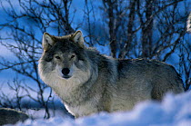 Grey wolf male in snow {Canis lupus} captive Norway