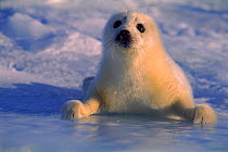 Harp seal pup {Phoca groenlandica} Gulf of St Lawrence Canada