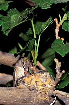 Black chinned hummingbird {Archilochus alexandri} at nest Texas USA