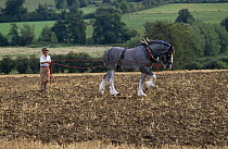 Shire horse being trained for traction, England, UK