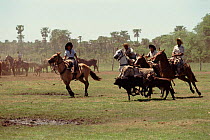 Guachos rounding up cattle, Ibera marshes NR, Argentina