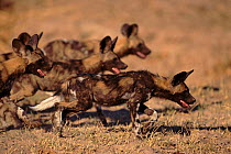 African wild dogs hunting {Lycaon pictus} Mana Pools NP Zimbabwe, Africa