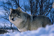 Male European wolf (Canis lupus) in snow, Arctic Norway. Captive