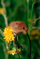 Harvest mouse (Micromys minutus) climbing on flower. UK, Europe