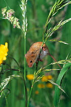 Harvest mouse climbing on grass stem {Micromys minutus}