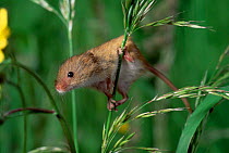 Harvest mouse climbing on plant {Micromys minutus} UK.